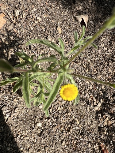 iNaturalist observation photo of Spanish False Fleabane