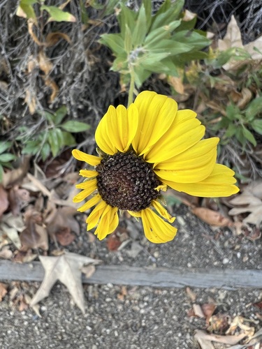 iNaturalist observation photo of California brittlebush