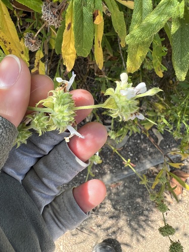 iNaturalist observation photo of black sage