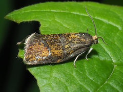 Ptycholoma lecheana