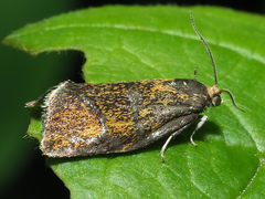Ptycholoma lecheana