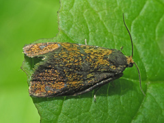 Ptycholoma lecheana