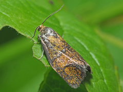 Ptycholoma lecheana