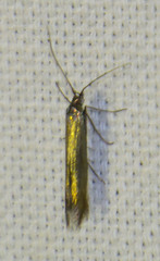 Coleophorinae
