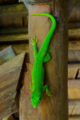 Phelsuma grandis
