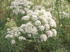 Pimpinella