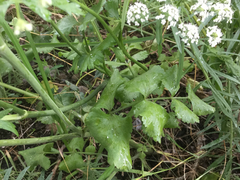 Pimpinella