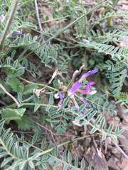 Astragalus suprapilosus