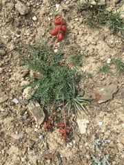 Astragalus suprapilosus