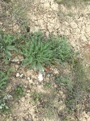 Astragalus suprapilosus