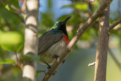 Cinnyris manoensis manoensis