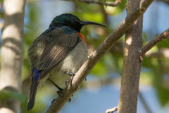 Cinnyris manoensis manoensis