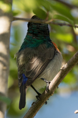 Cinnyris manoensis manoensis