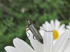 Oedemera annulata