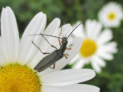 Oedemera annulata