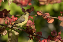 Cinnyris venustus falkensteini