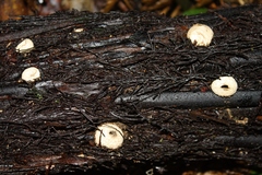 Lycoperdon compactum