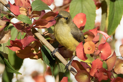 Cinnyris venustus falkensteini