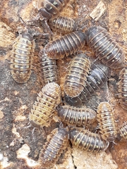 Armadillidium depressum