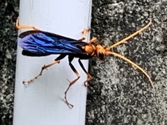 Leptodialepis bipartitus
