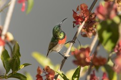 Cinnyris manoensis manoensis