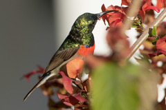 Cinnyris manoensis manoensis