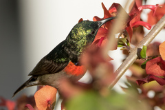 Cinnyris manoensis manoensis