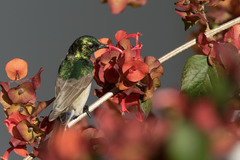 Cinnyris manoensis manoensis