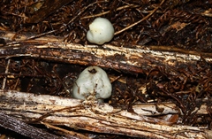 Psilocybe weraroa