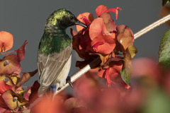 Cinnyris manoensis manoensis