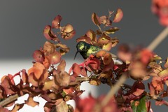 Cinnyris manoensis manoensis