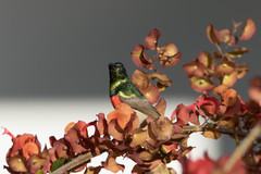 Cinnyris manoensis manoensis