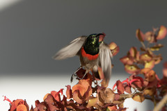 Cinnyris manoensis manoensis