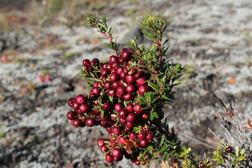 Image of Gaultheria poeppigii by (c) Cesar Ormazabal, some rights reserved (CC BY)