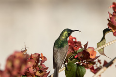 Cinnyris manoensis manoensis