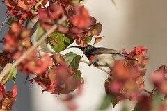 Cinnyris manoensis manoensis