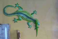 Phelsuma grandis