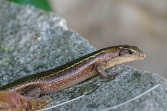 Madagascar Girdled Lizard photo 5