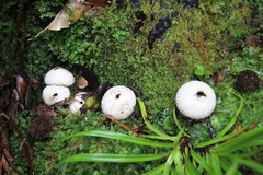 Lycoperdon compactum