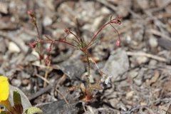 Eriogonum spergulinum