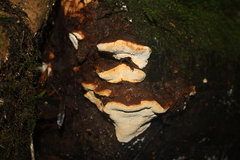 Australoporus tasmanicus