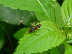 Nomada