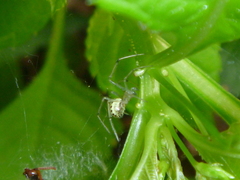 Enoplognatha ovata