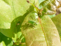 Leptophyes punctatissima