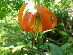 Lilium pardalinum vollmeri