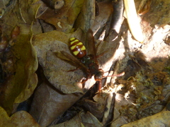 Nomada