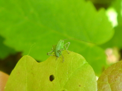 Leptophyes punctatissima