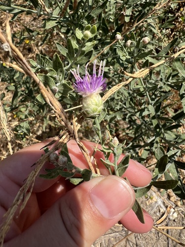 iNaturalist observation photo of Russian knapweed