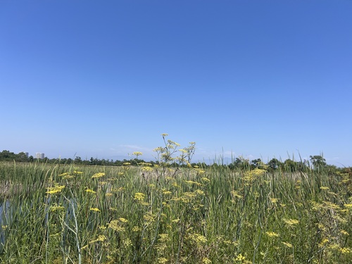 iNaturalist observation photo of fennel