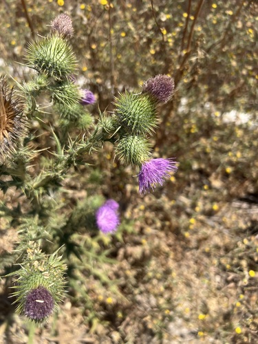 iNaturalist observation photo of Bull Thistle